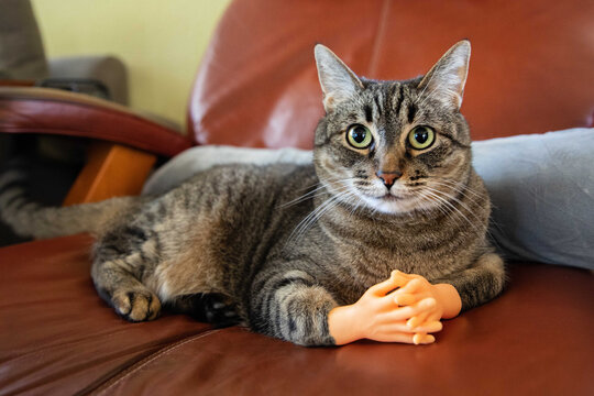 Minu kass magab aknalaual